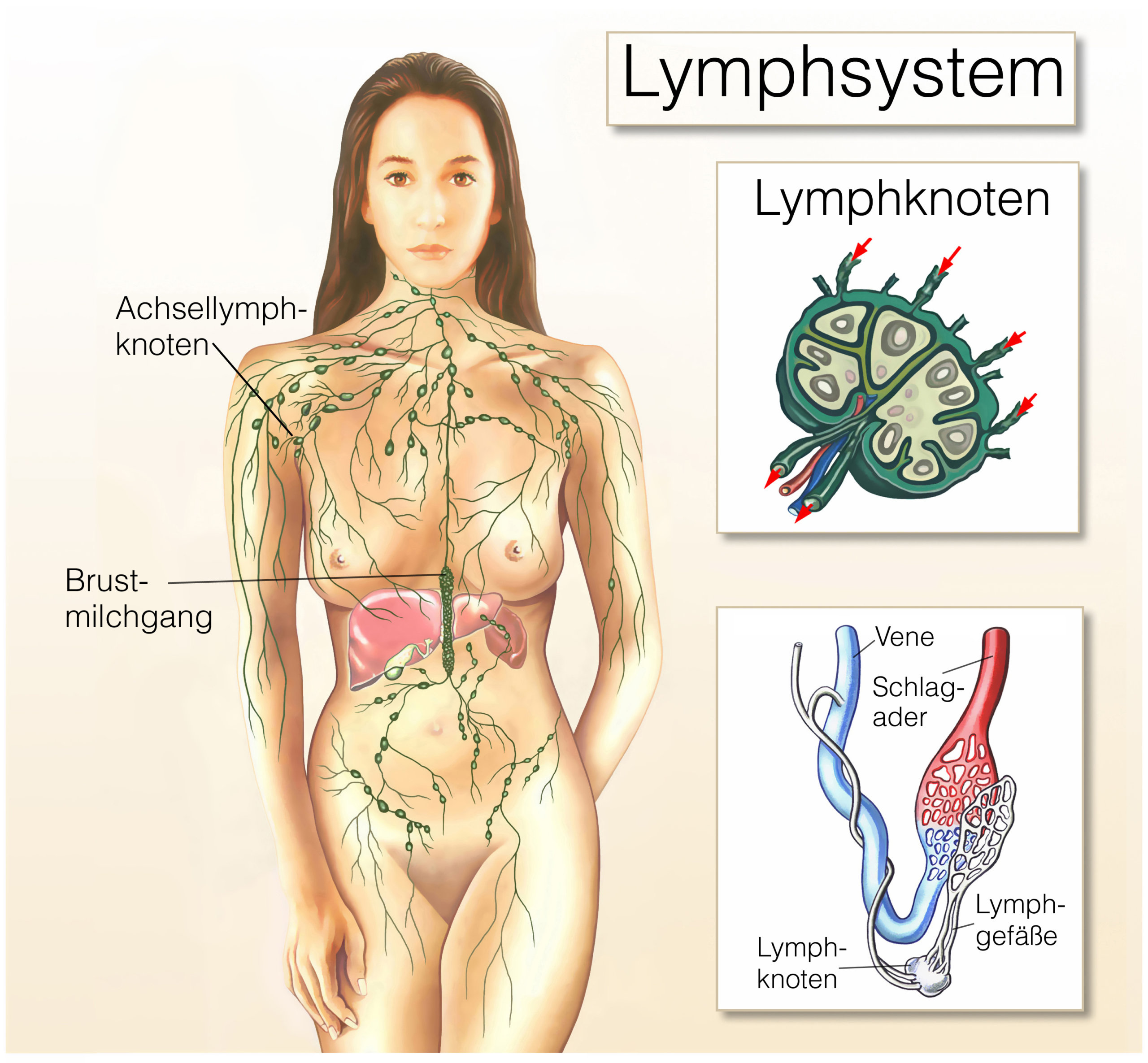 Lymphsystem.